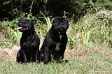 STAFFIE 371